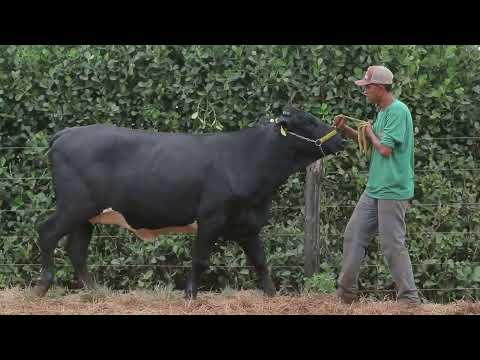 LOTE 55 SANDRA RENEGADE FIV F CONGONHAS 0687 CS