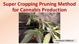 Super Cropping Pruning Method For Cannabis Production