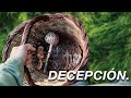 🍄 BUSCANDO BROTES de SETAS "el día mas duro de la temporada"