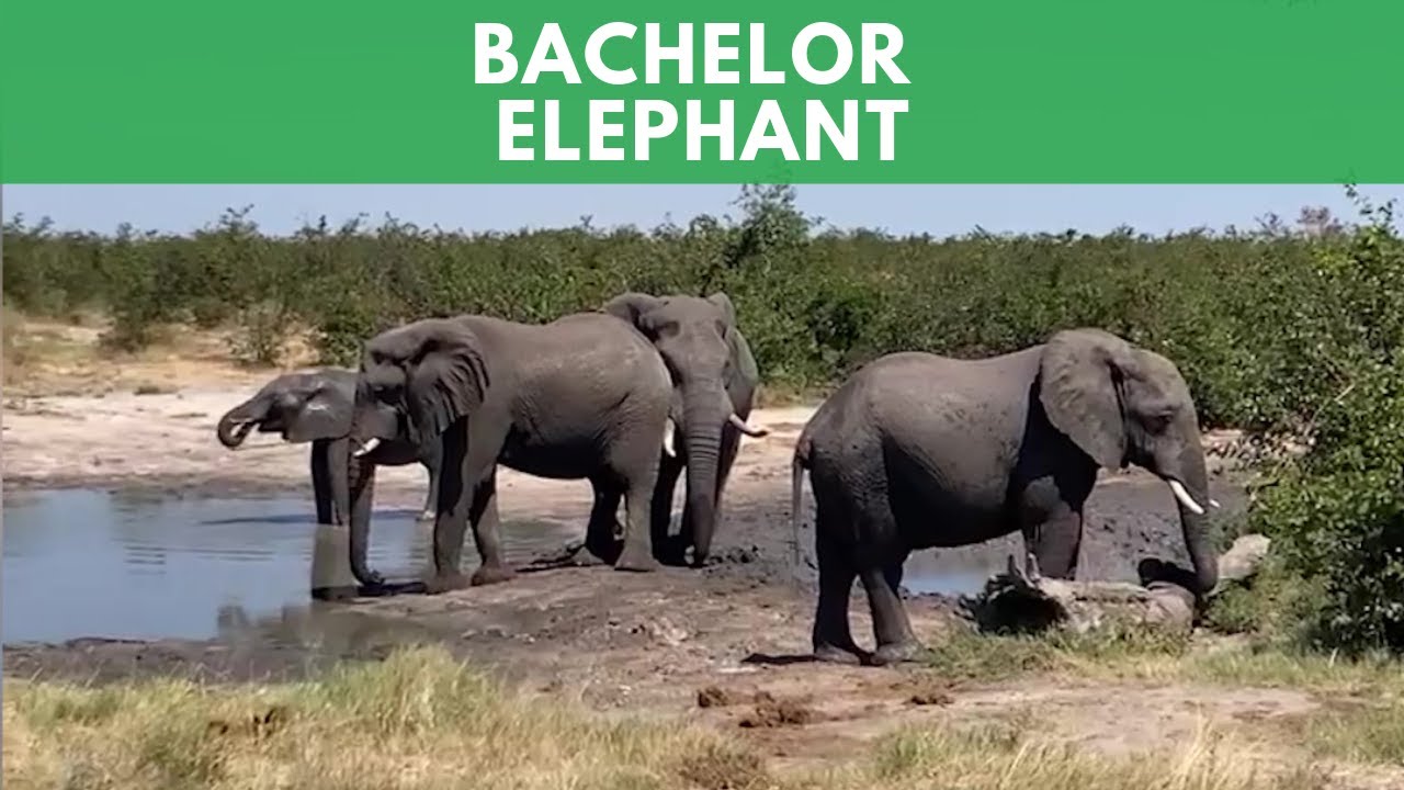 Bachelor Elephant