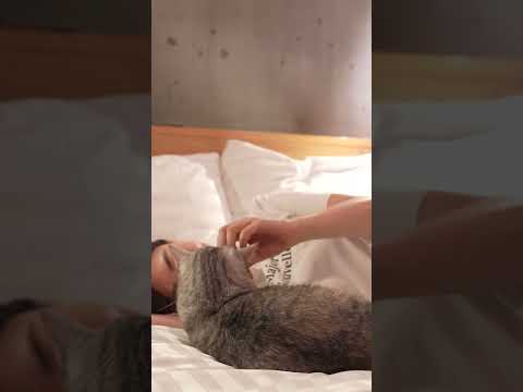 고양이가 주인을 사랑할 때 침대에서 하는 행동 #티티 #사랑해 #고양이