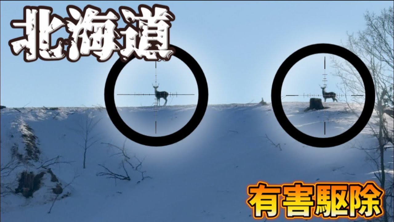 【鹿撃ち】凄くかっこいいシルエットのオス鹿！！左右対象でない鹿角！1キロも誘導してくれた！
