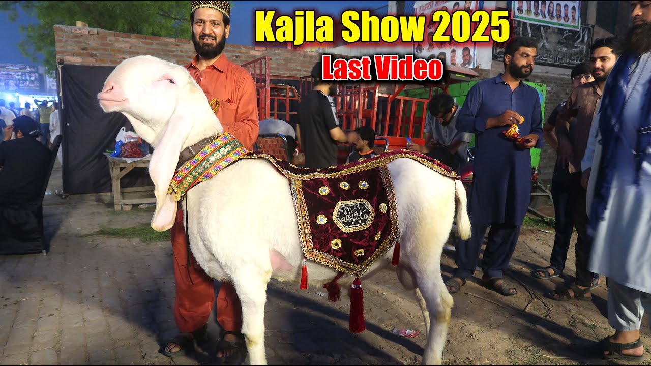 Kajla & Bakra Show Lahore 2025 Final Video