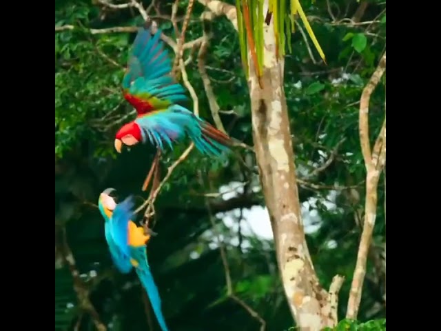 Macaw Burung Paruh Bengkok Berukuran Besar Nan Eksotis class=