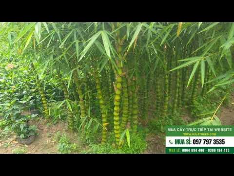 Giá Bán Cây Trúc Phật Bà – Tìm Hiểu Ý Nghĩa Phong Thủy và Cách Chăm Sóc