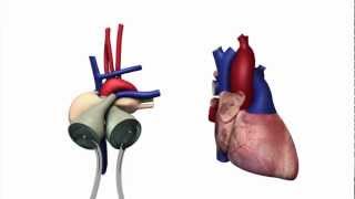 New England man gets regions first totally artificial heart