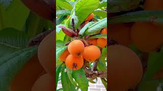 Beautiful and healing rural life - fruit picking#fruit #pick # #shorts