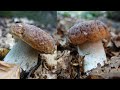 Gioielli al parco dei cento laghi - ottobre 2021 - bellissimi funghi porcini