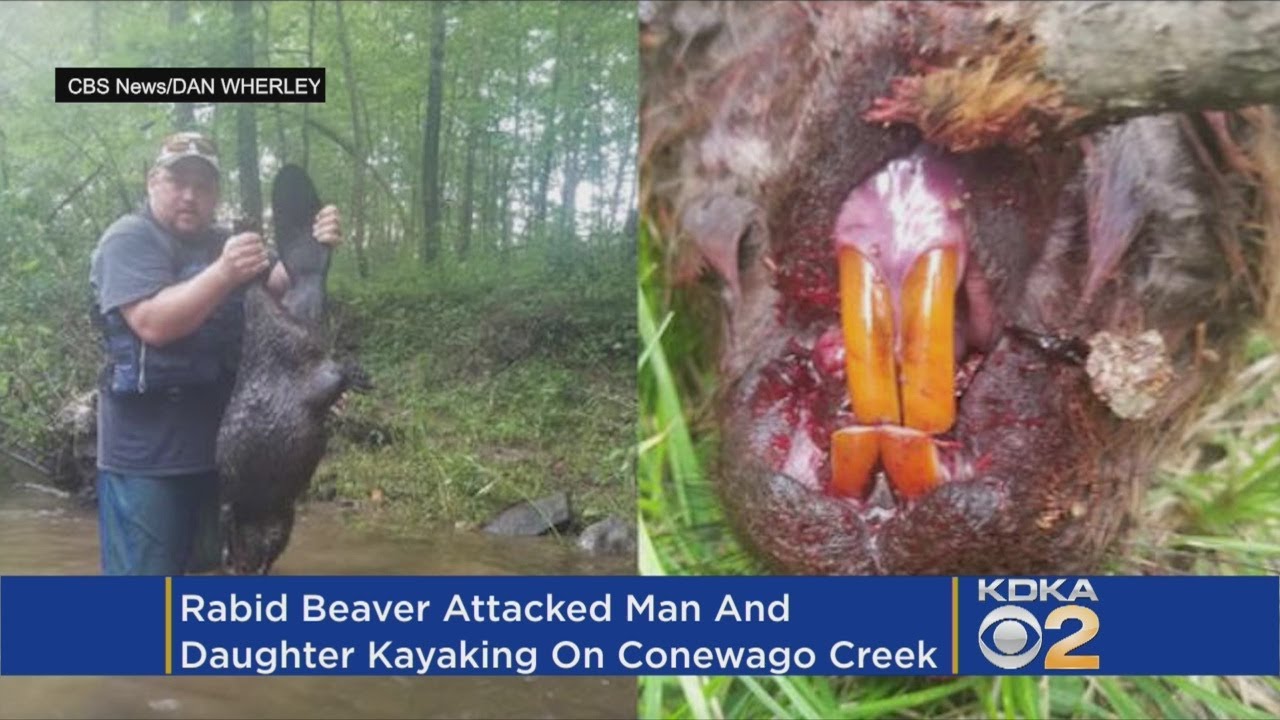 Rabid Beaver Attacks Man, Daughter During Kayak Trip - YouTube