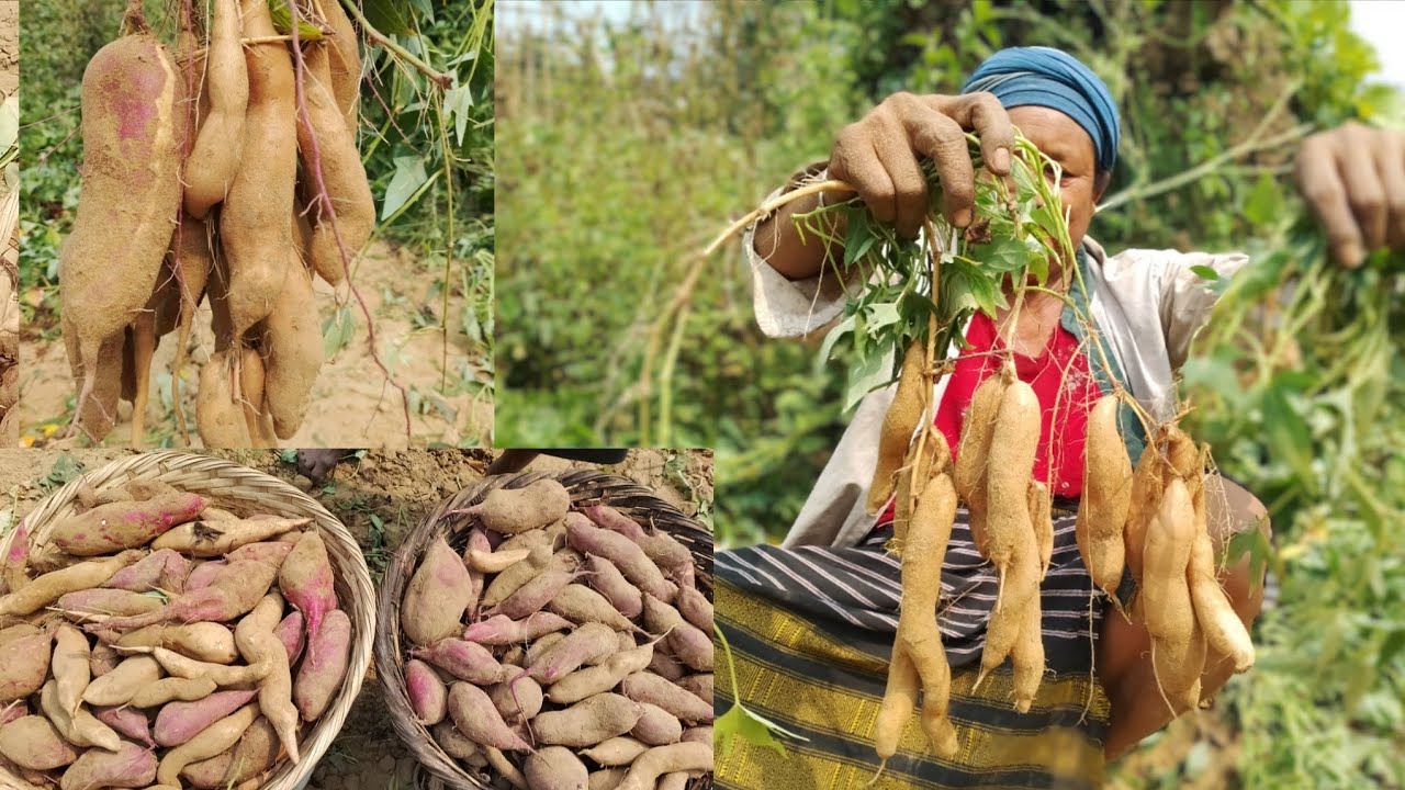 A•aini ta•milang gegipako maningsa bila|  #villagelifestyle  