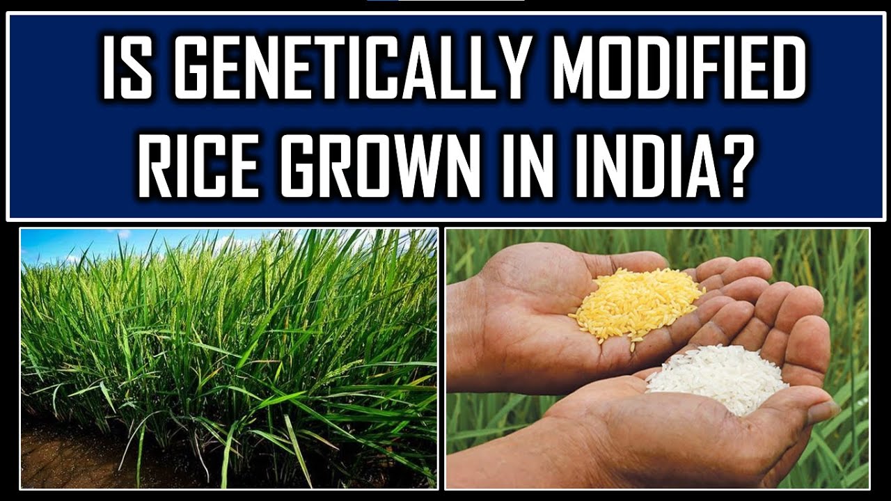 Is Genetically Modified Rice Grown in India #Facts for prelims #UPSC ...