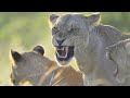 Wildlife  lion pride wild documentary 2020 nat geo 1080p