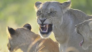 Wildlife  Lion Pride Wild Documentary 2020 (Nat Geo HD 1080p)