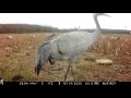 Grues cendrées en Champagne