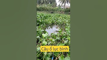 Câu ổ lục bình, cá tra kéo phao liên tục #shorts #fishing