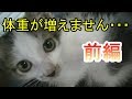 田んぼで拾った猫を育てる⑪前編