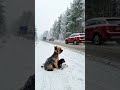 Shivering in Snowfall, a Mother Dog Cries Out for Help