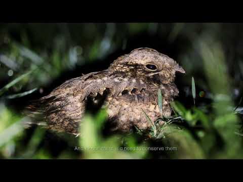 The Enigma of Nightjars - A short documentary film