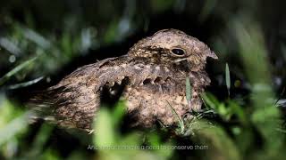 The Enigma Of Nightjars  A Short Documentary Film