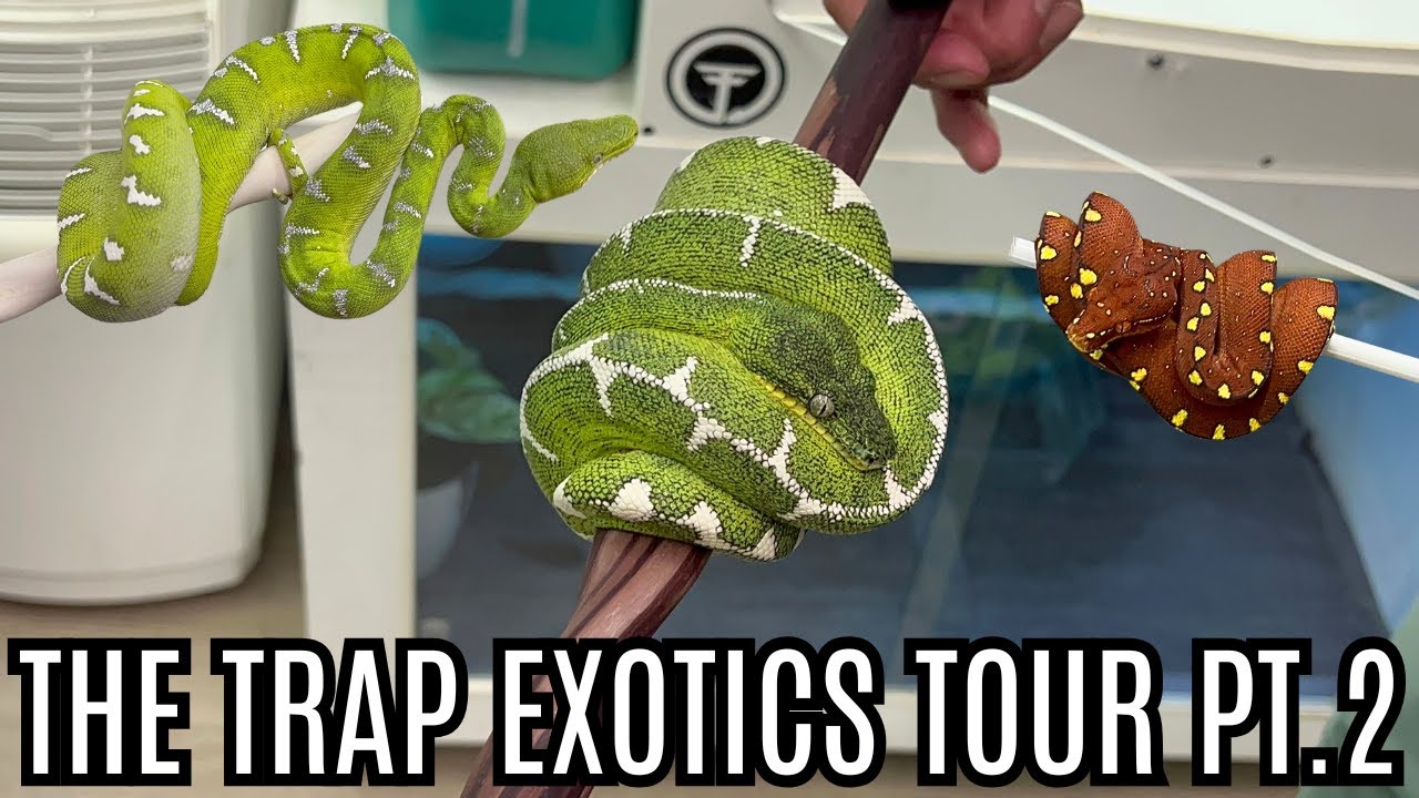 Экскурсия по коллекции экзотических животных Trap Exotics, часть 2 | Зеленые древесные питоны и и...