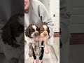 Ha Scoperto Questo Dietro Il Divano!😍🐶
