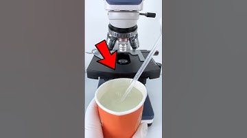 Sea Water Under Microscope 😨