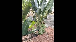 trimming bamboo on rooftop rain