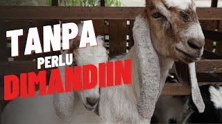 Rahasia Terungkap! Trik Ampuh Cara Agar Kambing Cepat Birahi!