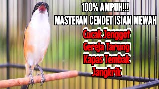 MASTERAN CENDET MATERI MEWAH FULL ISIAN GEREJA TARUNG CUCAK JENGGOT KAPAS TEMBAK JANGKRIK 100% JUARA