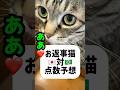 可愛い【ああ❤️】W杯点数予想猫ピノちゃま⚽️日本対ブラジル #猫 #ワールドカップ #お喋り猫