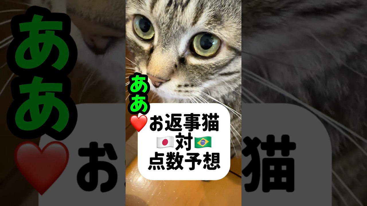 可愛い【ああ❤️】W杯点数予想猫ピノちゃま⚽️日本対ブラジル #猫 #ワールドカップ #お喋り猫