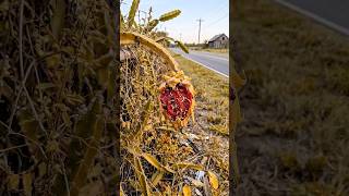 Yellow Dragon Fruit Life Cycle: Seed to Fruit Time-Lapse 🌵✨ #lifecycle