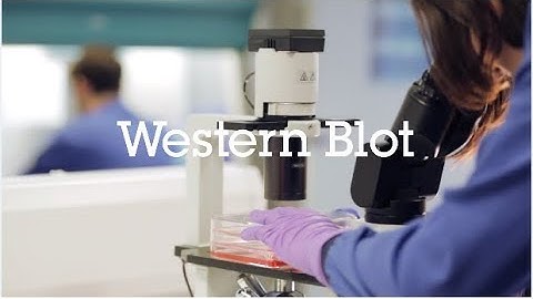 Western blot protocol video