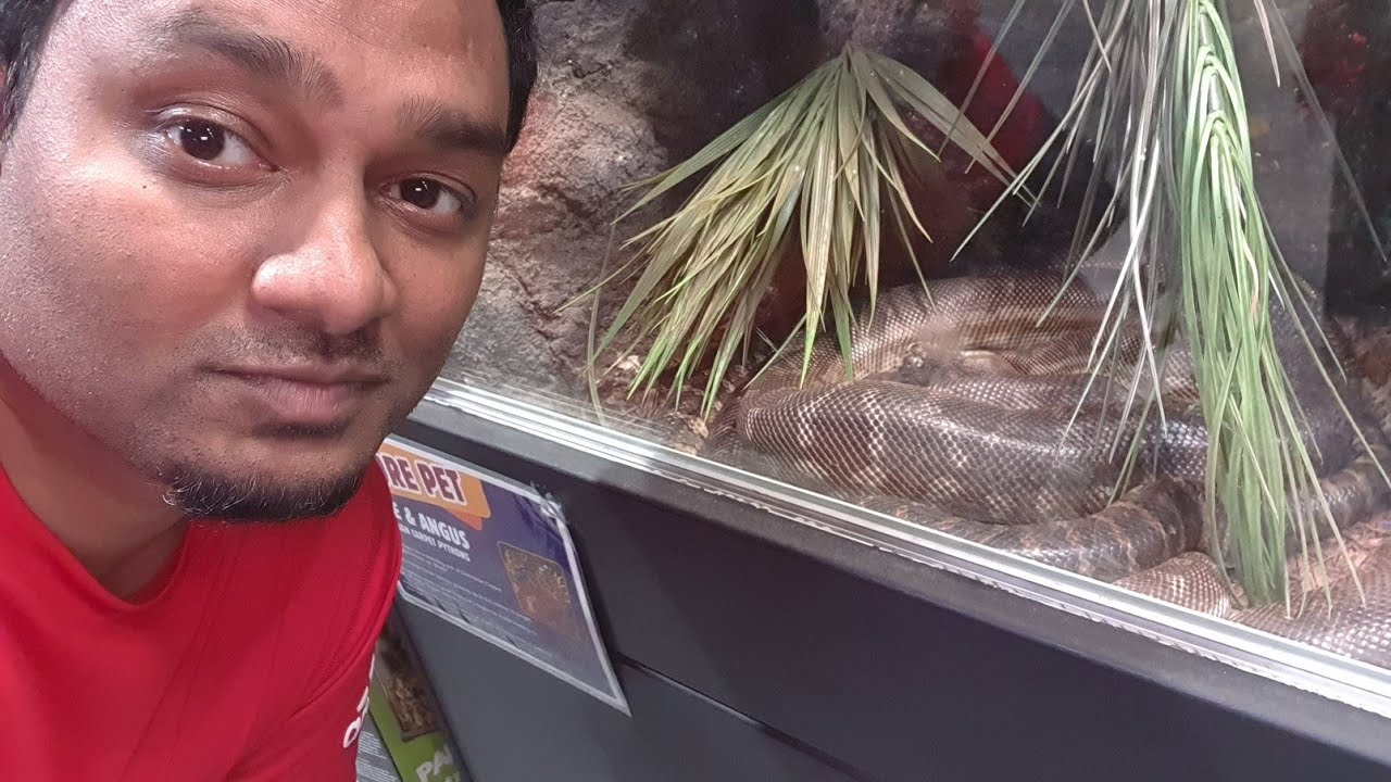 Buying Snake in Australia | Largest Pet store in Australia Visit