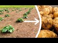 How To Grow Potatoes | The Complete Guide!