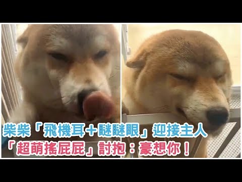 主銀你肥來ㄌ～柴柴「飛機耳＋瞇瞇眼」迎接主人，「超萌搖屁屁」討抱：豪想你！