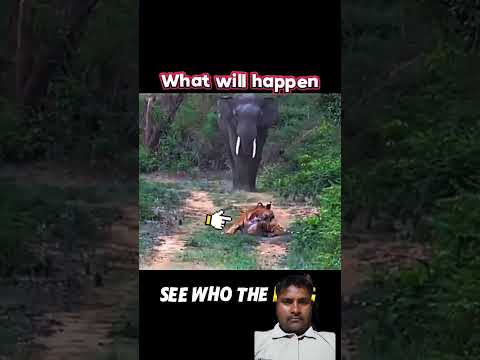 Real Kong ๐ฑ Elephant #shorts #elephant #tiger