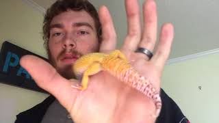 So you want to understand leopard gecko genetics?!