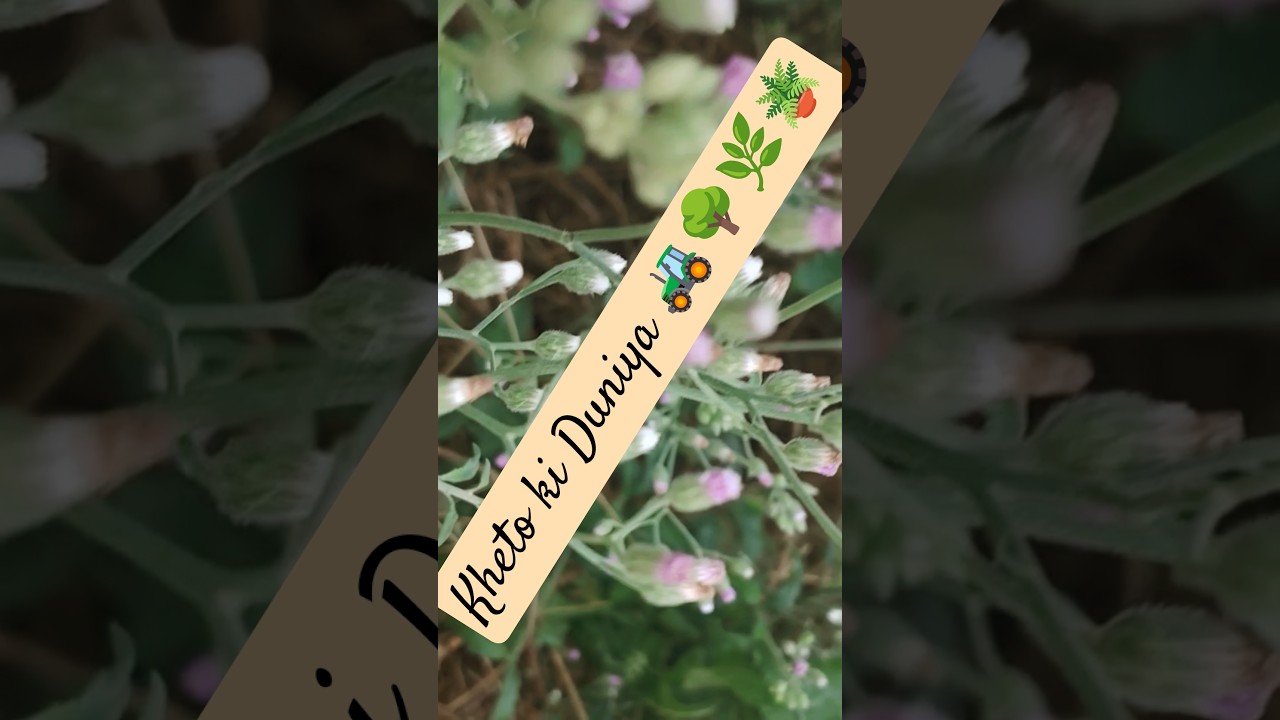 Cyanthillium cinereum | Little Ironweed | Purple Fleabane | Sahadevi | nature ki nursery