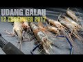 Mancing Udang Galah | Sungai Katingan