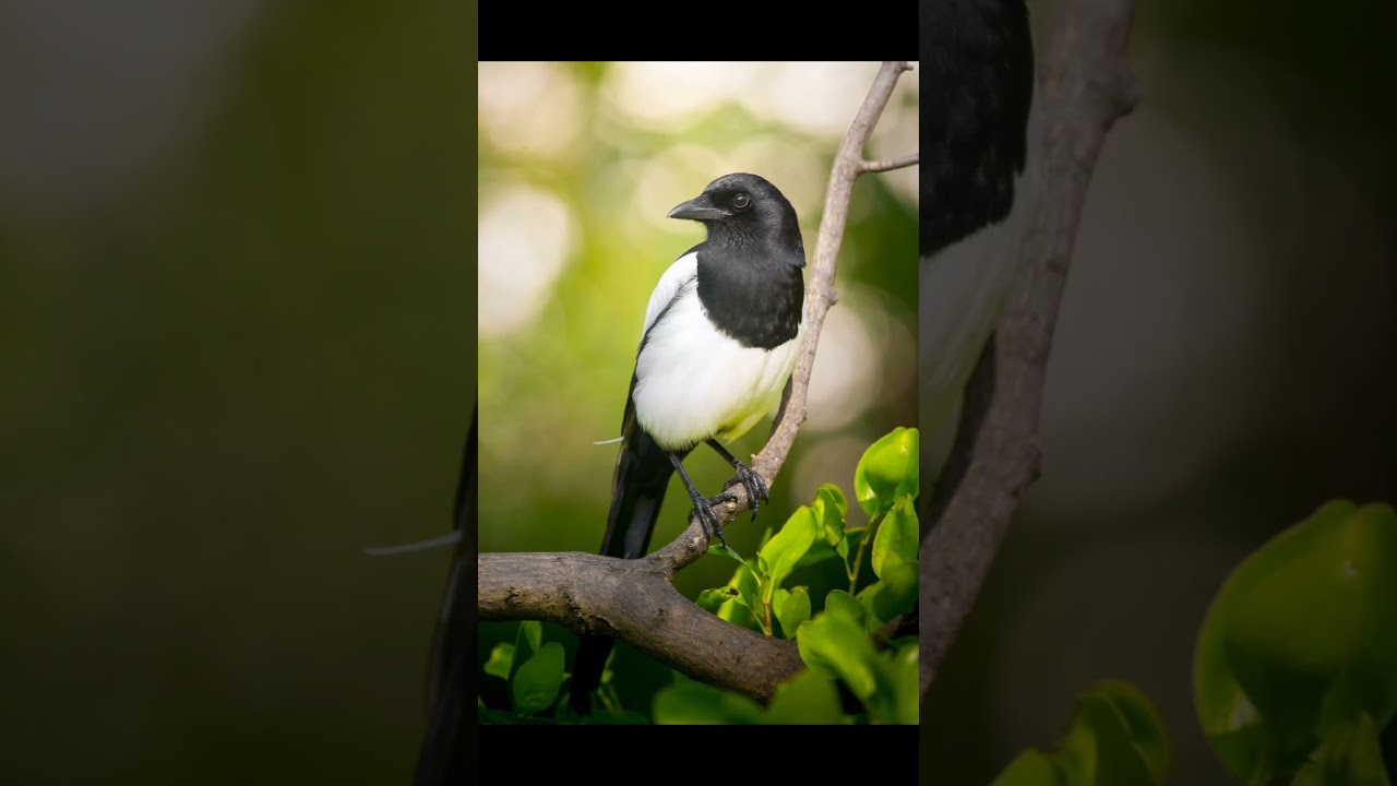 Black-billed magpie bird voice for sleep 💤|Nature with relaxation