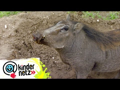 Warzenschweine - Schwein gehabt | OLI&rsquo;s Wilde Welt | SWR Kindernetz