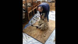 Wooliest Sheep In The County FINALLY Trimmed