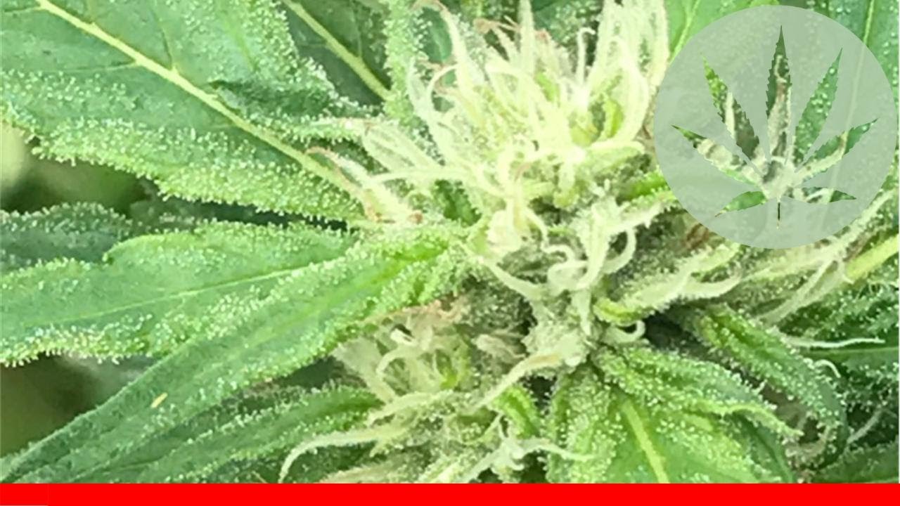 Super Skunk - All About This Strain