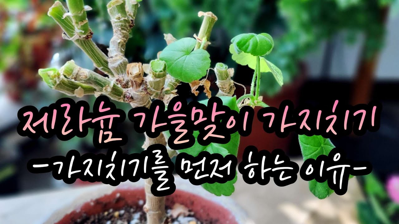 제라늄 가을맞이 가지치기, 가치지기를 먼저하는 이유?!!!