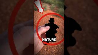 This Three are Nature's Bizarre Animals #animals#shortsfeed