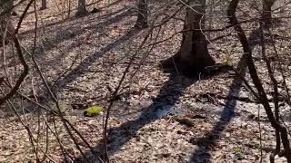 My Third And Short Recording Of Botanical Gardens.