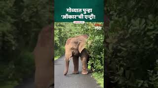 Goa Elephant News :ओंकार हत्ती गोव्यात परतला! वनकर्मचारी पानं देत नेतायत पुढे; पाहा VIDEO