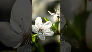 Zitate zum Nachdenken. 'Glücklich sein' -part 3-