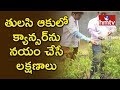 NIT Warangal finds cancer cure in Tulsi leaves